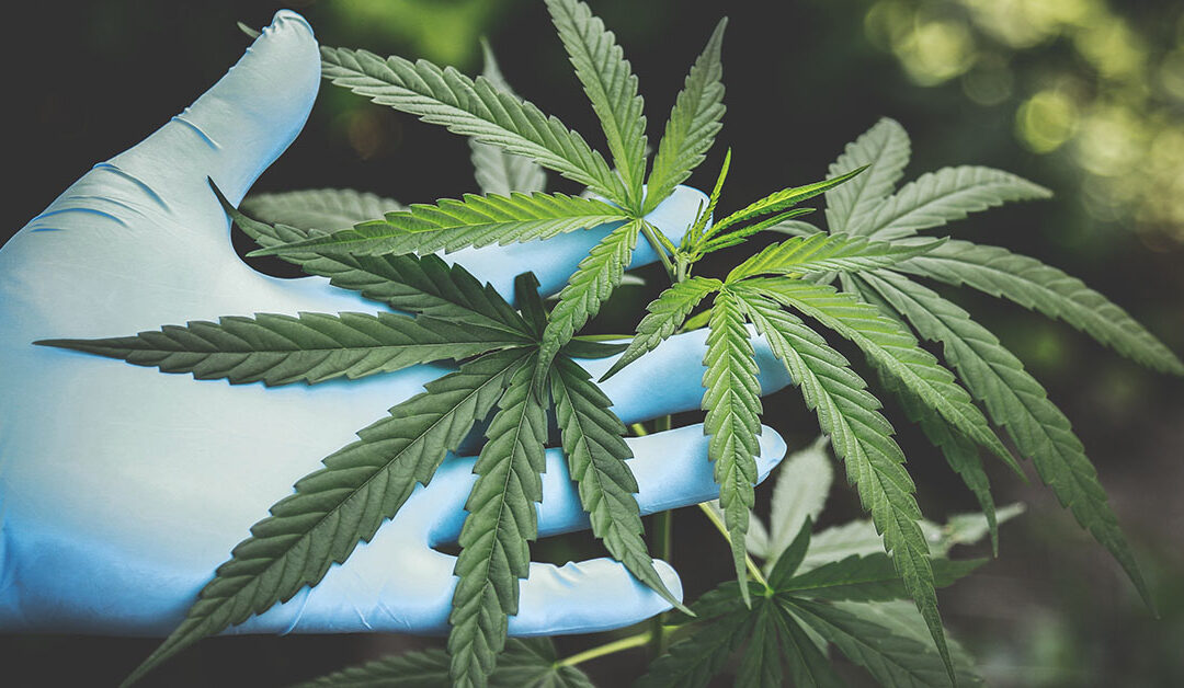 Alternative medicine: cannabis and erectile dysfunction